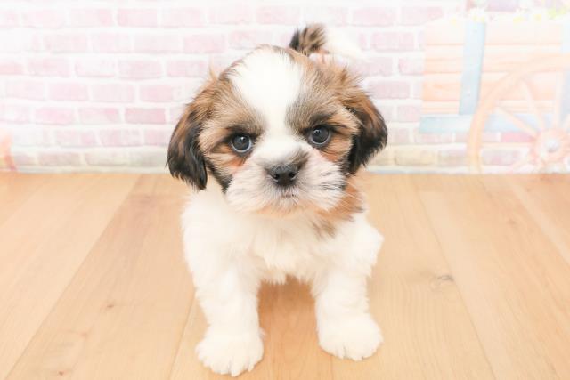 茨城県のシーズー (Coo&RIKU水戸店/2025年11月16日生まれ/男の子/ゴールドホワイト)の子犬の1枚目の画像