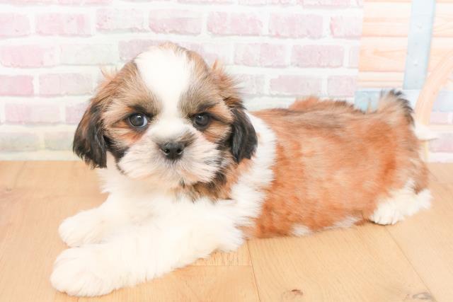 茨城県のシーズー (Coo&RIKU水戸店/2025年11月16日生まれ/男の子/ゴールドホワイト)の子犬の2枚目の画像