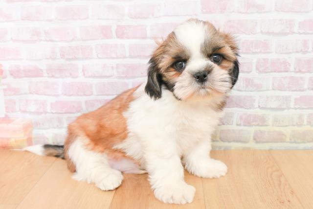 茨城県のシーズー (Coo&RIKU水戸店/2025年11月16日生まれ/男の子/ゴールドホワイト)の子犬の3枚目の画像