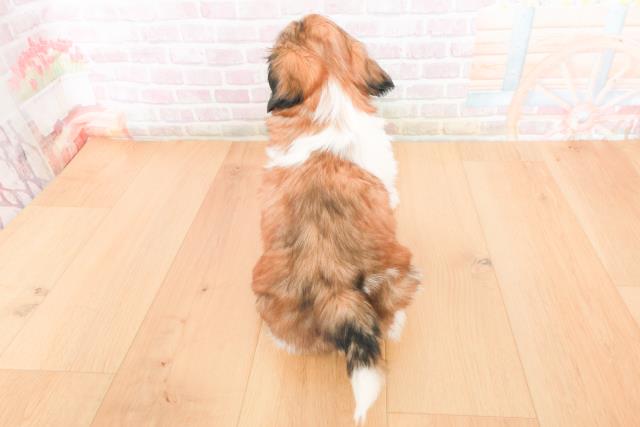 茨城県のシーズー (Coo&RIKU水戸店/2025年11月16日生まれ/男の子/ゴールドホワイト)の子犬の4枚目の画像