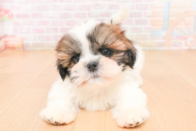 山形県のシーズー (Coo&RIKU山形店/2025年11月16日生まれ/男の子/ゴールドホワイト)の子犬