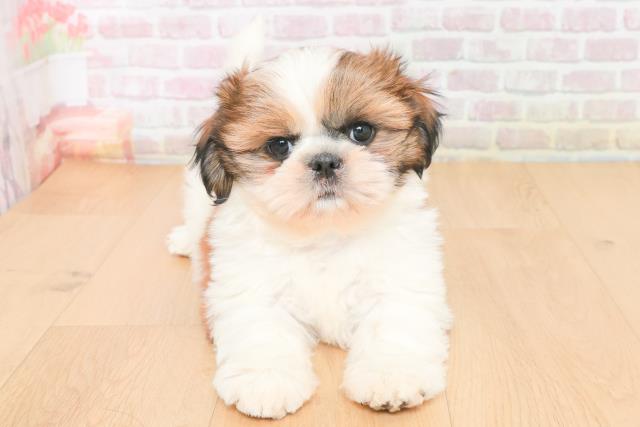 福島県のシーズー (Coo&RIKUいわき店/2025年11月16日生まれ/女の子/ゴールドホワイト)の子犬