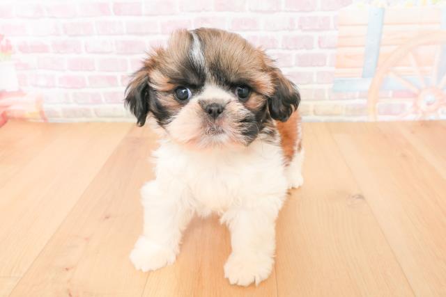 茨城県のシーズー (Coo&RIKU日立店/2025年11月16日生まれ/女の子/ゴールドホワイト)の子犬の1枚目の画像