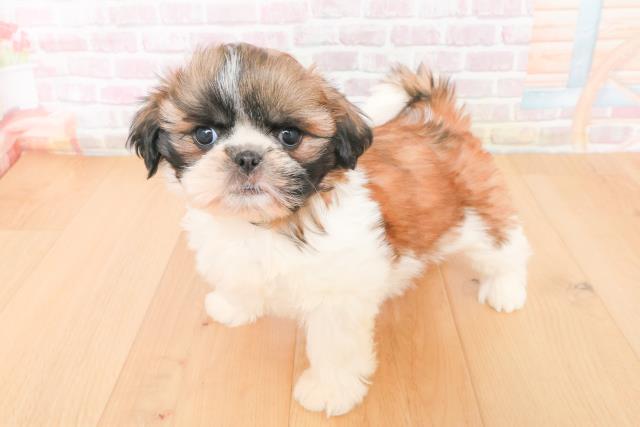 茨城県のシーズー (Coo&RIKU日立店/2025年11月16日生まれ/女の子/ゴールドホワイト)の子犬の2枚目の画像