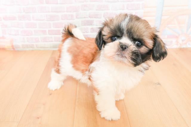 茨城県のシーズー (Coo&RIKU日立店/2025年11月16日生まれ/女の子/ゴールドホワイト)の子犬の3枚目の画像