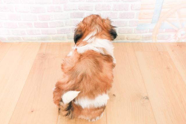 茨城県のシーズー (Coo&RIKU日立店/2025年11月16日生まれ/女の子/ゴールドホワイト)の子犬の4枚目の画像