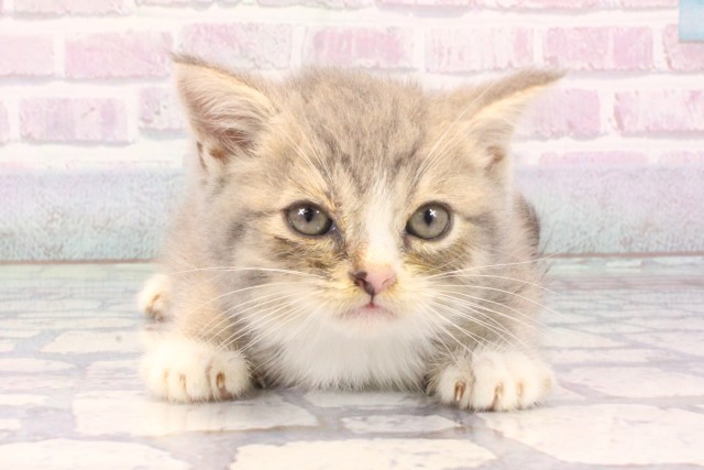 滋賀県のミヌエット (Coo&RIKU長浜店/2025年11月13日生まれ/男の子/シルバータビー)の子猫の1枚目の画像