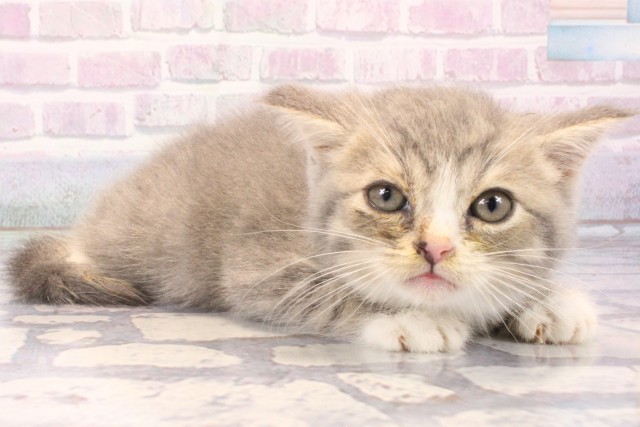 滋賀県のミヌエット (Coo&RIKU長浜店/2025年11月13日生まれ/男の子/シルバータビー)の子猫の2枚目の画像