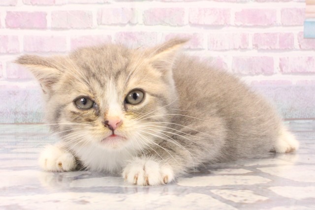 滋賀県のミヌエット (Coo&RIKU長浜店/2025年11月13日生まれ/男の子/シルバータビー)の子猫の3枚目の画像