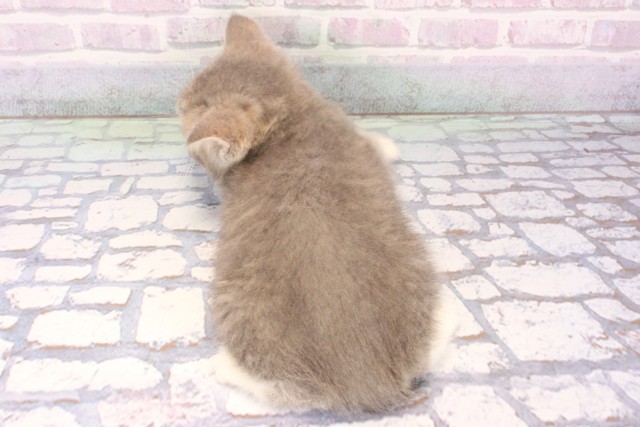 滋賀県のミヌエット (Coo&RIKU長浜店/2025年11月13日生まれ/男の子/シルバータビー)の子猫の4枚目の画像