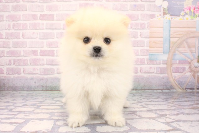 奈良県のポメラニアン (Coo&RIKU奈良新庄店/2025年11月10日生まれ/男の子/クリーム)の子犬の1枚目の画像