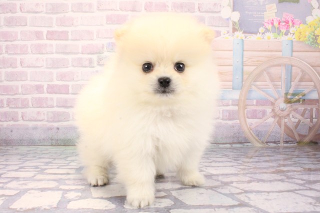 奈良県のポメラニアン (Coo&RIKU奈良新庄店/2025年11月10日生まれ/男の子/クリーム)の子犬の2枚目の画像