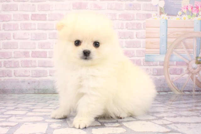 奈良県のポメラニアン (Coo&RIKU奈良新庄店/2025年11月10日生まれ/男の子/クリーム)の子犬の3枚目の画像