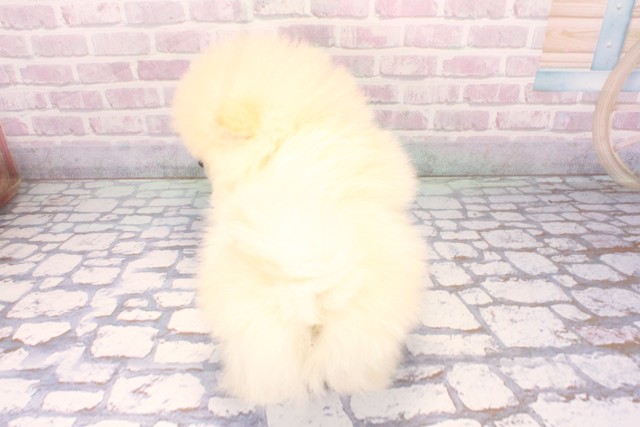 奈良県のポメラニアン (Coo&RIKU奈良新庄店/2025年11月10日生まれ/男の子/クリーム)の子犬の4枚目の画像