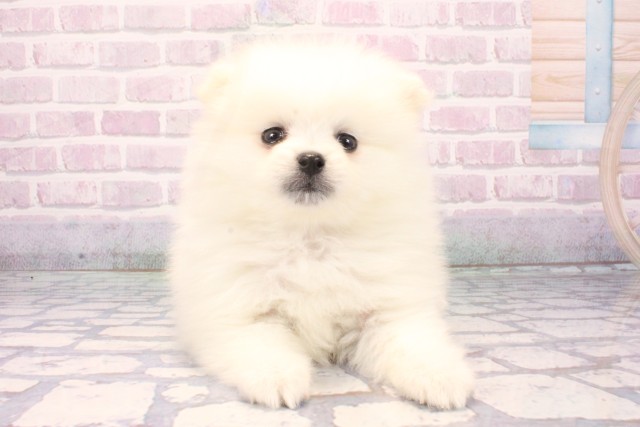 和歌山県のポメラニアン (Coo&RIKU和歌山店/2025年11月10日生まれ/男の子/クリーム)の子犬の1枚目の画像