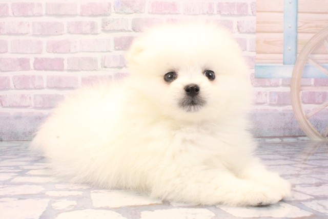 和歌山県のポメラニアン (Coo&RIKU和歌山店/2025年11月10日生まれ/男の子/クリーム)の子犬の2枚目の画像