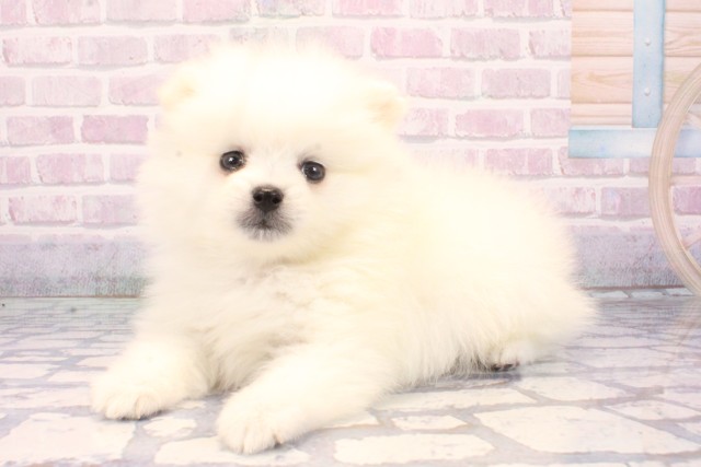 和歌山県のポメラニアン (Coo&RIKU和歌山店/2025年11月10日生まれ/男の子/クリーム)の子犬の3枚目の画像