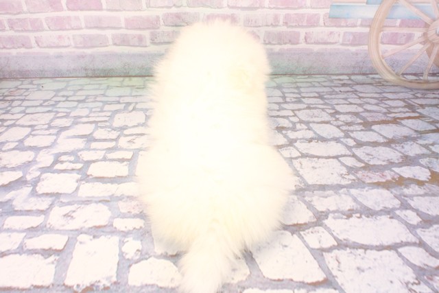 和歌山県のポメラニアン (Coo&RIKU和歌山店/2025年11月10日生まれ/男の子/クリーム)の子犬の4枚目の画像