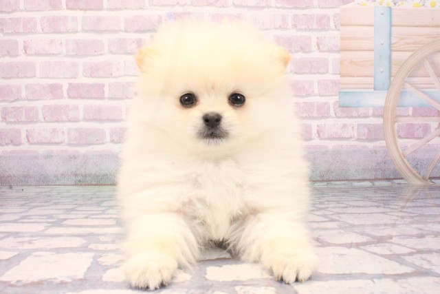 兵庫県のポメラニアン (Coo&RIKU丹波店/2025年11月10日生まれ/男の子/クリーム)の子犬の1枚目の画像