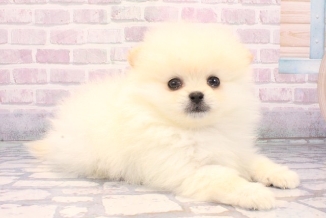 兵庫県のポメラニアン (Coo&RIKU丹波店/2025年11月10日生まれ/男の子/クリーム)の子犬の2枚目の画像