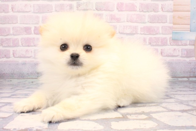 兵庫県のポメラニアン (Coo&RIKU丹波店/2025年11月10日生まれ/男の子/クリーム)の子犬の3枚目の画像