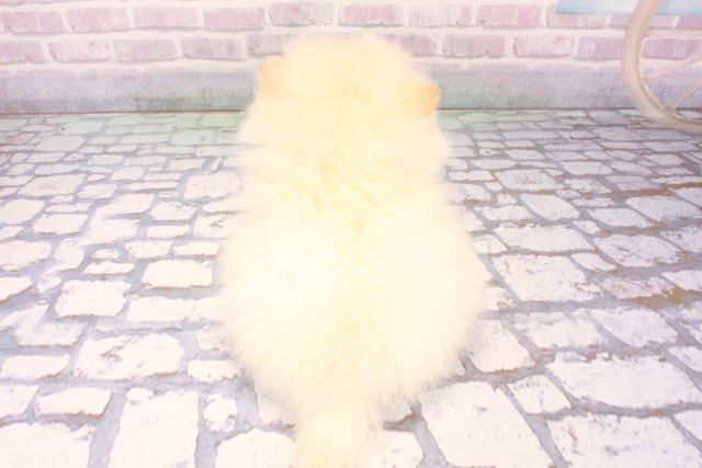 兵庫県のポメラニアン (Coo&RIKU丹波店/2025年11月10日生まれ/男の子/クリーム)の子犬の4枚目の画像