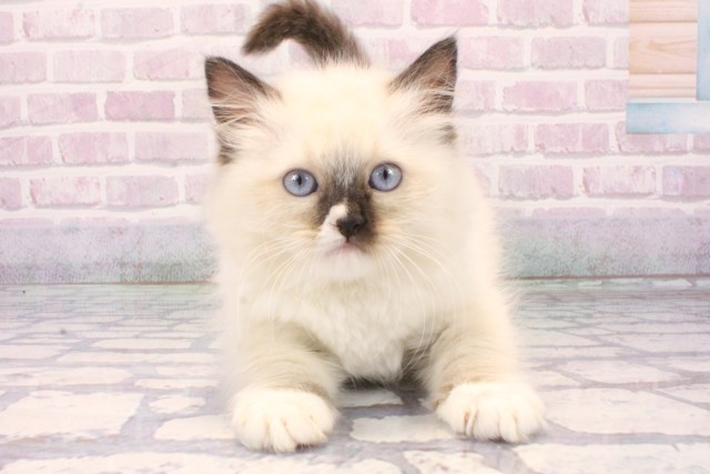 和歌山県のラグドール (Coo&RIKU和歌山店/2025年11月15日生まれ/女の子/ブルーポイントミテッド)の子猫の1枚目の画像