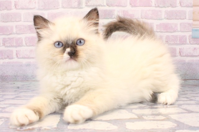 和歌山県のラグドール (Coo&RIKU和歌山店/2025年11月15日生まれ/女の子/ブルーポイントミテッド)の子猫の3枚目の画像