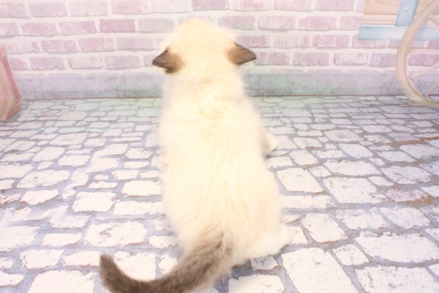 和歌山県のラグドール (Coo&RIKU和歌山店/2025年11月15日生まれ/女の子/ブルーポイントミテッド)の子猫の4枚目の画像