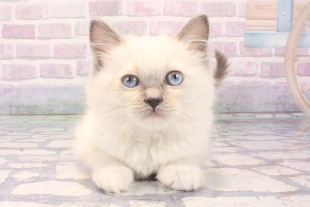 大阪府のラグドール (Coo&RIKU高槻店/2025年11月15日生まれ/女の子/ブルーポイントミテッド)の子猫の1枚目の画像