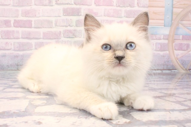 大阪府のラグドール (Coo&RIKU高槻店/2025年11月15日生まれ/女の子/ブルーポイントミテッド)の子猫の2枚目の画像