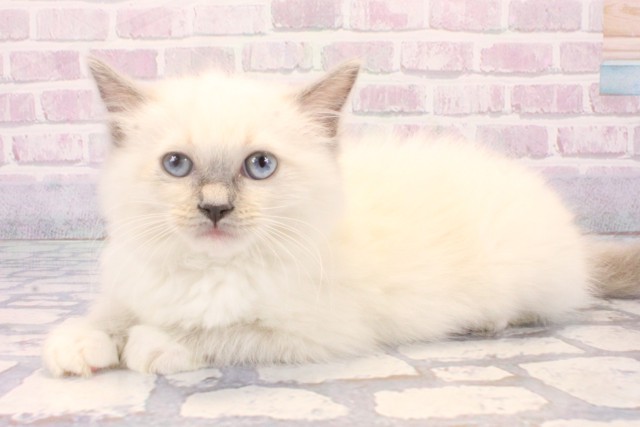 大阪府のラグドール (Coo&RIKU高槻店/2025年11月15日生まれ/女の子/ブルーポイントミテッド)の子猫の3枚目の画像