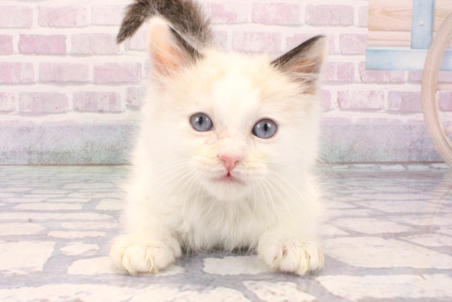 京都府のラグドール (Coo&RIKU京都店/2025年11月15日生まれ/男の子/ブルーポイントバイカラー)の子猫の1枚目の画像