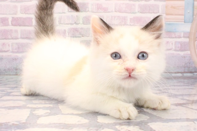 京都府のラグドール (Coo&RIKU京都店/2025年11月15日生まれ/男の子/ブルーポイントバイカラー)の子猫の2枚目の画像