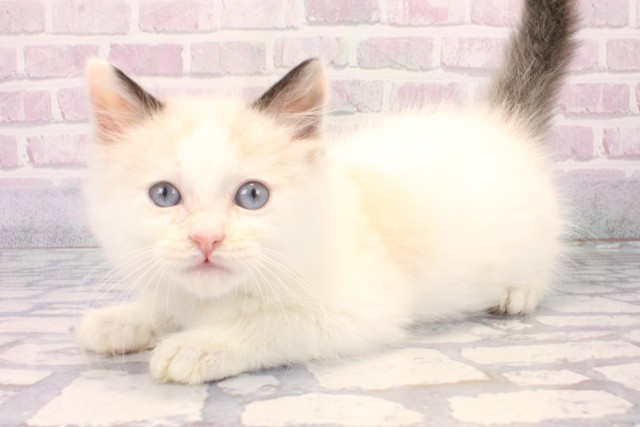 京都府のラグドール (Coo&RIKU京都店/2025年11月15日生まれ/男の子/ブルーポイントバイカラー)の子猫の3枚目の画像
