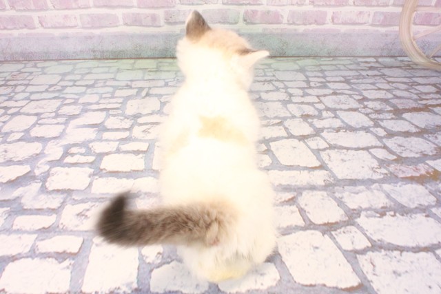 京都府のラグドール (Coo&RIKU京都店/2025年11月15日生まれ/男の子/ブルーポイントバイカラー)の子猫の4枚目の画像