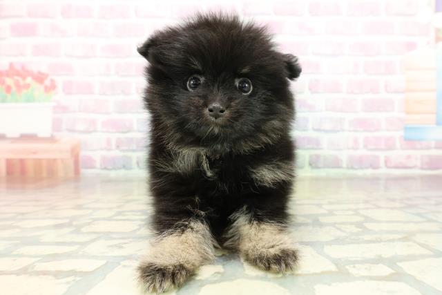 茨城県のポメラニアン (Coo&RIKU石岡店/2025年11月17日生まれ/男の子/ブラックタン)の子犬の1枚目の画像