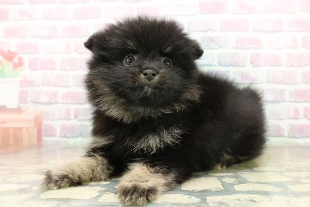 茨城県のポメラニアン (Coo&RIKU石岡店/2025年11月17日生まれ/男の子/ブラックタン)の子犬の2枚目の画像