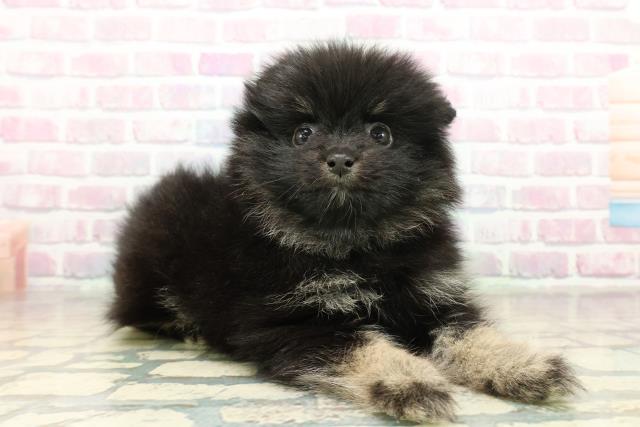 茨城県のポメラニアン (Coo&RIKU石岡店/2025年11月17日生まれ/男の子/ブラックタン)の子犬の3枚目の画像