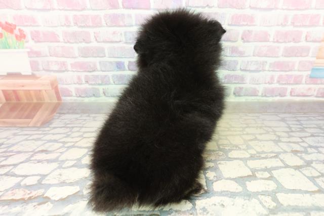 茨城県のポメラニアン (Coo&RIKU石岡店/2025年11月17日生まれ/男の子/ブラックタン)の子犬の4枚目の画像