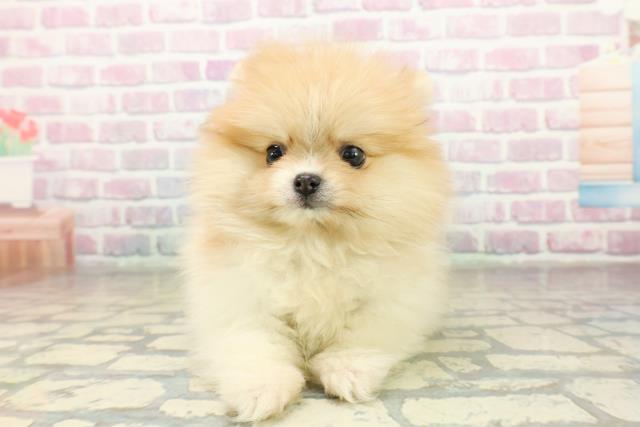 東京都のポメラニアン (Coo&RIKU自由が丘店/2025年11月17日生まれ/女の子/パーティーカラー)の子犬の1枚目の画像