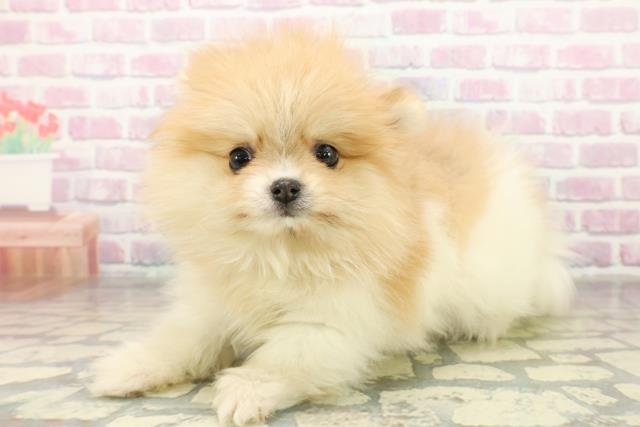 東京都のポメラニアン (Coo&RIKU自由が丘店/2025年11月17日生まれ/女の子/パーティーカラー)の子犬の2枚目の画像