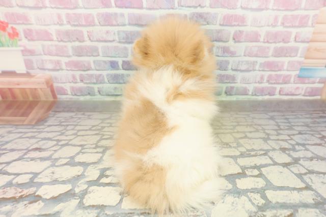 東京都のポメラニアン (Coo&RIKU自由が丘店/2025年11月17日生まれ/女の子/パーティーカラー)の子犬の4枚目の画像