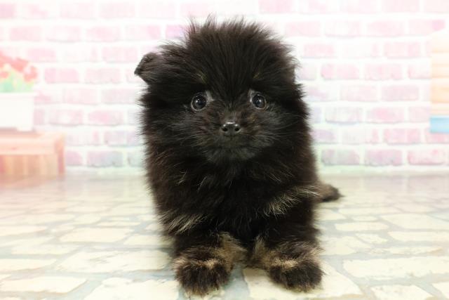 長野県のポメラニアン (Coo&RIKU松本店/2025年11月17日生まれ/女の子/ブラックタン)の子犬の1枚目の画像