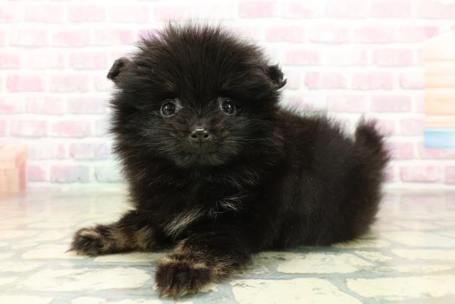 長野県のポメラニアン (Coo&RIKU松本店/2025年11月17日生まれ/女の子/ブラックタン)の子犬の2枚目の画像