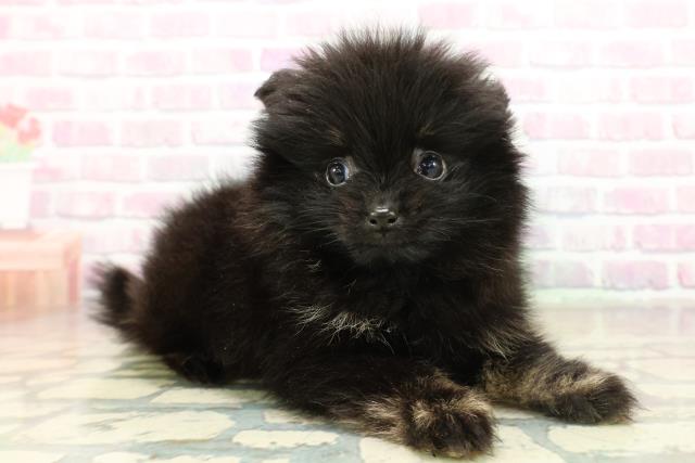 長野県のポメラニアン (Coo&RIKU松本店/2025年11月17日生まれ/女の子/ブラックタン)の子犬の3枚目の画像