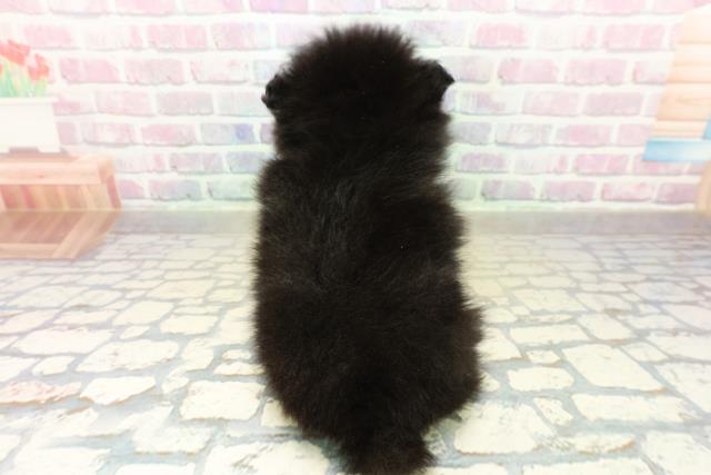長野県のポメラニアン (Coo&RIKU松本店/2025年11月17日生まれ/女の子/ブラックタン)の子犬の4枚目の画像