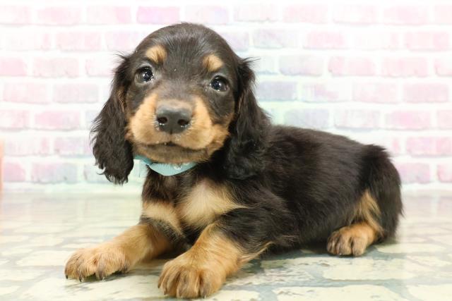 長野県のカニンヘンダックスフンド(ロング) (Coo&RIKU長野店/2025年11月18日生まれ/男の子/ブラックタン)の子犬の2枚目の画像