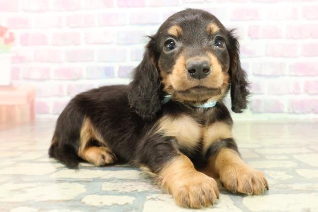 長野県のカニンヘンダックスフンド(ロング) (Coo&RIKU長野店/2025年11月18日生まれ/男の子/ブラックタン)の子犬の3枚目の画像