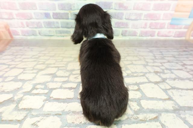 長野県のカニンヘンダックスフンド(ロング) (Coo&RIKU長野店/2025年11月18日生まれ/男の子/ブラックタン)の子犬の4枚目の画像